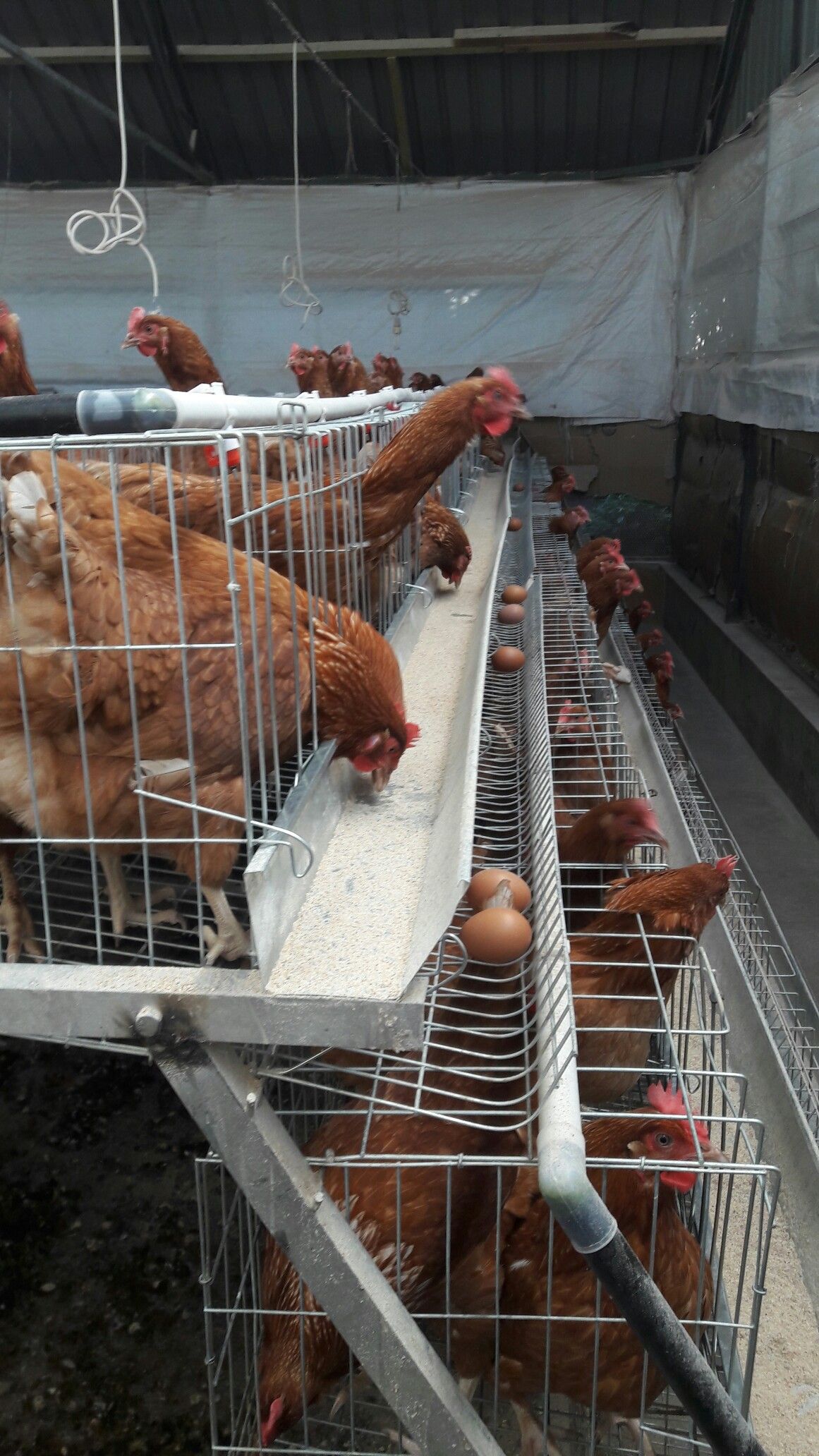 Why Smart Farmers Are Earning More Per Bird and Per Cow