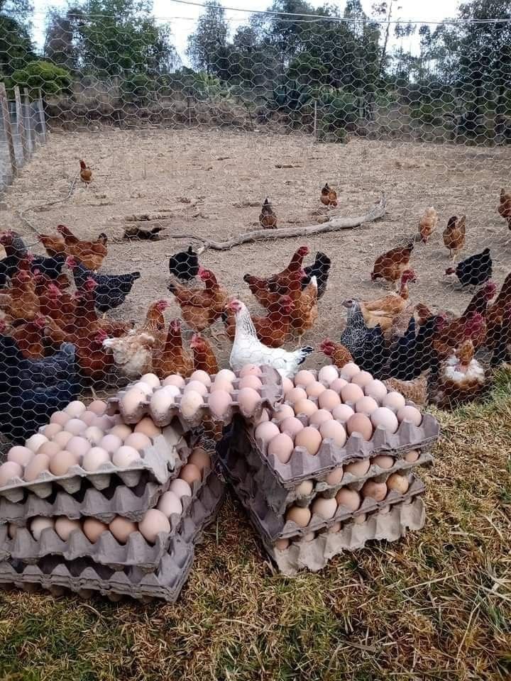 Turn Every Batch Into a Money-Maker — Poultry Edition